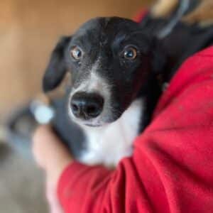 RAYDAH (♀) - Notfall in Rumänien - jetzt auf PS im PLZ Bereich 18 - vermittelt