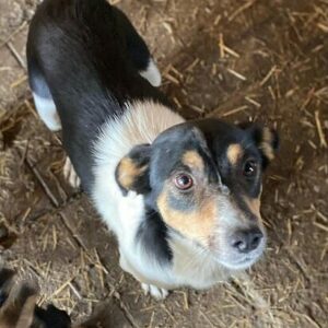 TRUDY (♀) - vermittelt MD