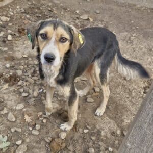 PHIPS (♂) - Notfall - Mobbingopfer - stark abgemagert - reserviert Tierhilfe Lebenswert DR - vermittelt 08.11.24