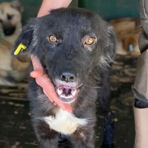 DEMI (♀) - aus PS im PLZ Bereich 97 - vermittelt