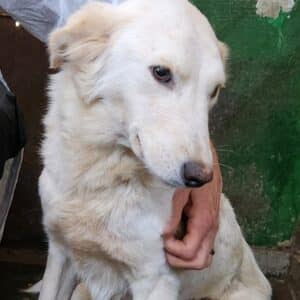 ZAZIE (♀) - RBB 11/24