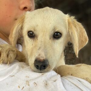 STARLIGHT (♀) - auf PS im PLZ Bereich 21 - vermittelt