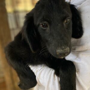 MACARON (♀) - RBB 12/24