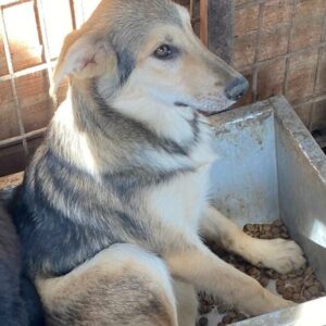 LECH (♂) - auf PS im PLZ Bereich 86 - vermittelt