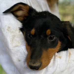 FLAMINO (♂) - vermittelt MD