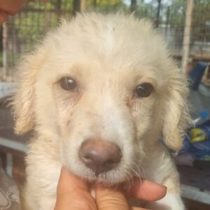 IDEFIX (♂) - RBB 11/24