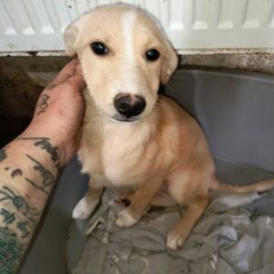 KEYRA (♀) - ausgereist zur Tierhilfe Lebenswert DR 06.12.24