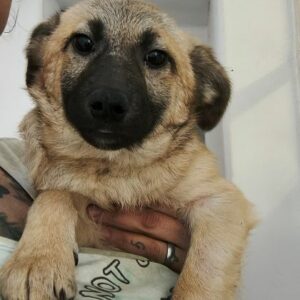 KALEA (♀) - ausgereist zur Tierhilfe Lebenswert DR 31.01.25