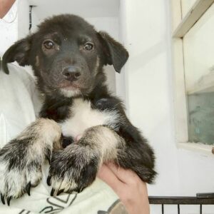 LUZY (♀) - ausgereist zur Tierhilfe Lebenswert DR 10.01.2025