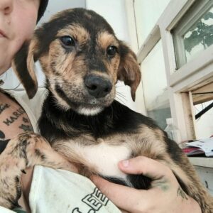 SHERRY (♀) - ausgereist zur Tierhilfe Lebenswert DR 20.12.24