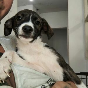 ELLIDA (♀) - ausgereist zur Tierhilfe Lebenswert