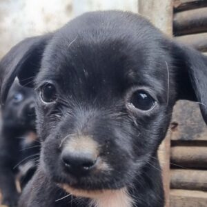 STINA (♀) - auf PS im PLZ Bereich 33 - vermittelt