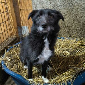 HOPIE (♀) - ausgereist zu Vierbeiner in Not