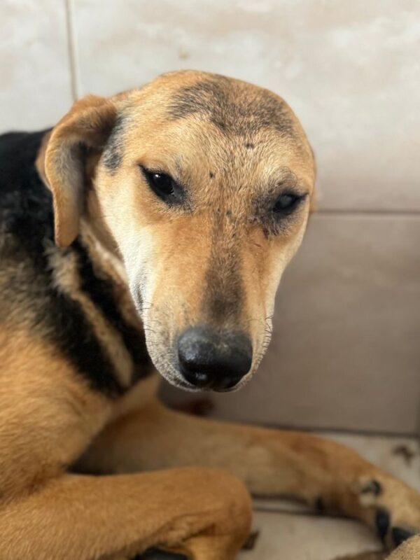 HETTY (♀) – Bild 2
