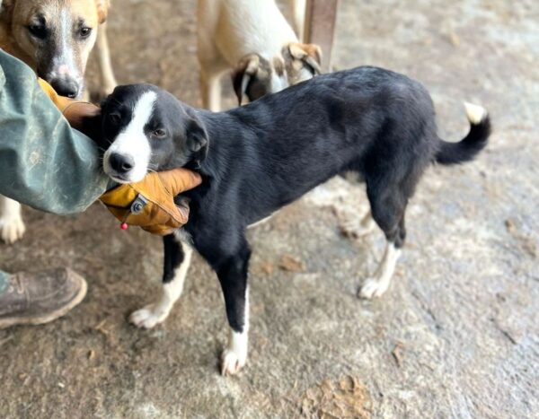 JANARA (♀) – Bild 4