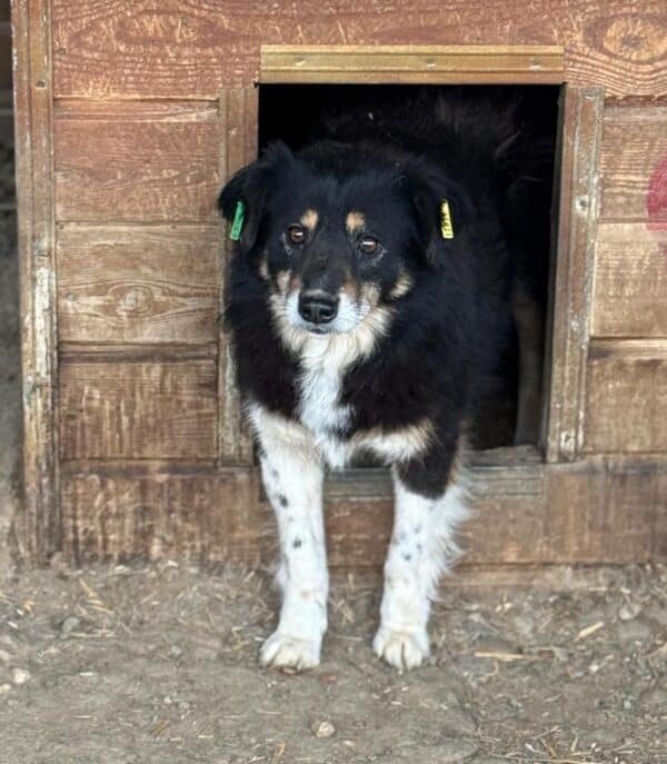TAPSIE (⚤) – Bild 4