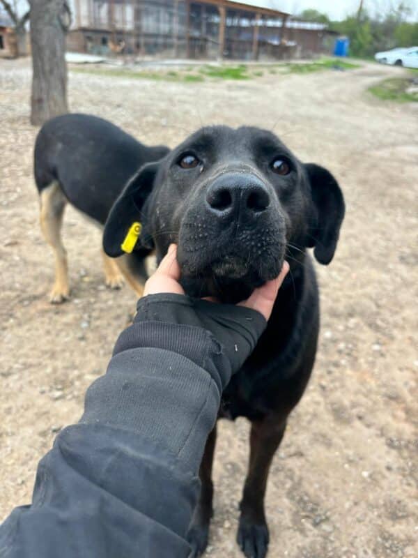 PJERO (♂) - ausgereist zur Hundescheune Fläming (AL) – Bild 2