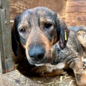 SHILOH (♀) - Seelischer NOTFALL! - ausgereist zur Tierhilfe Lebenswert DR 15.08.25