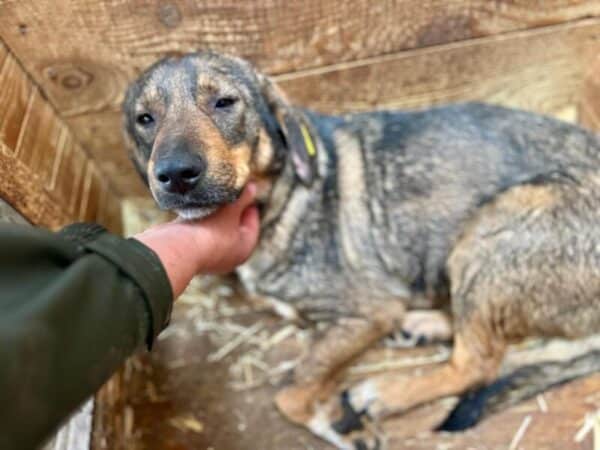 SHILOH (♀) - Seelischer NOTFALL! – Bild 3