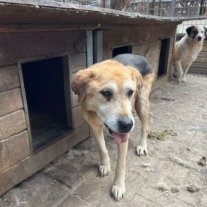 SIVAS (♂) - Notfall - blind und zu dünn