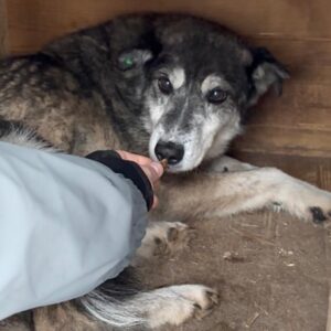 SUANA (♀) - NOTFALL - abgekämpfte Seniorin, Geschwulst am Bauch