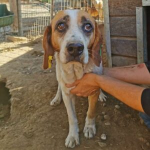 JACQUE (♂) - RBB 12/24