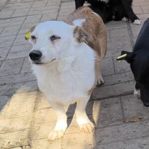 OTTILIE (♀) - vermittelt MD