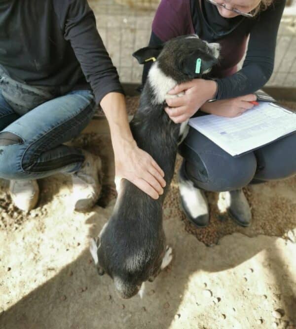 FINN (♂) - zu dünn- ausgereist zur Tierhilfe Lebenswert DR 22.11.24 – Bild 2