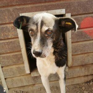 FINN (♂) - zu dünn- ausgereist zur Tierhilfe Lebenswert DR 22.11.24