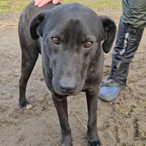 PJERO (♂) - ausgereist zur Hundescheune Fläming (AL)