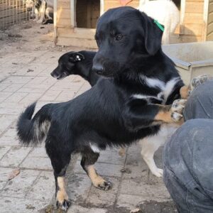 FOSSI (♂)- auf PS im PLZ Bereich 55 (NU) - vermittelt