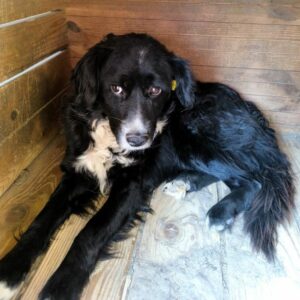 IGOR (♂) - auf PS im PLZ Bereich  65 *ausgereist*