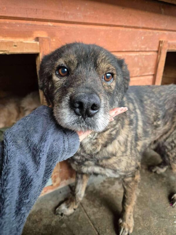 WALTER (♂) - ausgereist zu Tiere in Not Odenwald e.V. (PM)