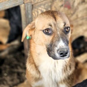 WARTA (♀) - vermittelt NH