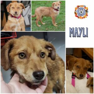 MAYLI (♀) in 21493 Möhnsen - vermittelt