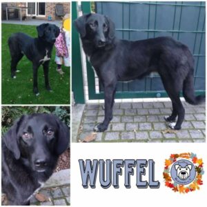 WUFFEL (♂) in 46539 Dinslaken - vermittelt