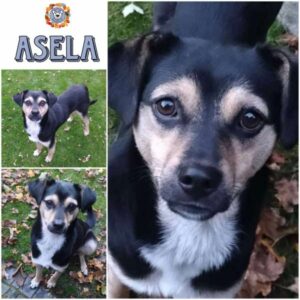 ASELA (♀) in 46539 Dinslaken - vermittelt