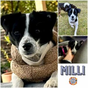 MILLI (♀) in 15806 Zossen - vermittelt