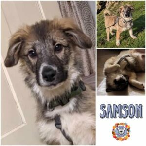 SAMSON (♂) in 96482 Ahorn - vermittelt