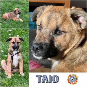 TAIO (♂) in 92637 Weiden - vermittelt