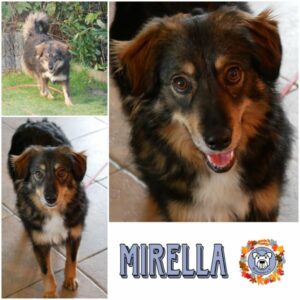 MIRELLA (♀) in 21493 Möhnsen - vermittelt