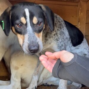 HALLOO (♂) - bereits unsicher – sollte zeitnah ausreisen