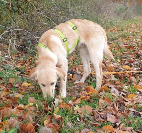 Billy (♂) in 33154 Salzkotten - reserviert – Bild 2