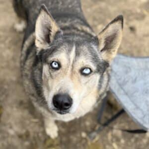 ASKARA (ASKARI) (♀)