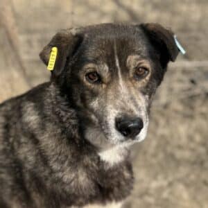 CARLOTTA (♀) - hat es schwer im Kennel