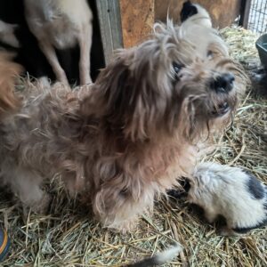 DICKENS (♂) - ausgereist zur Tierhilfe Lebenswert