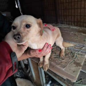 RHAPSODY (♀) - ausgereist zur Tierhilfe Lebenswert DR 20.12.2024