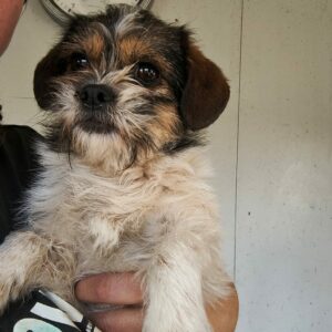 TINKERBELL (♀) - ausgereist zur Tierhilfe Lebenswert DR 20.12.2024