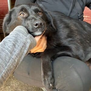 NICI (♀) - ausgereist zur Tierhilfe Lebenswert DR 14.06.25