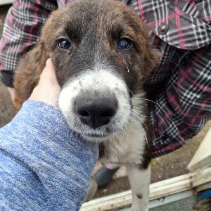 KIBA (♀) -  auf PS im PLZ Bereich 73